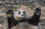 Giant Panda (Ailuropoda melanoleuca)