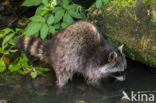 northern raccoon (Procyon lotor)