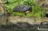 Geelbuikschildpad (Trachemys scripta scripta)