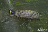 Geelbuikschildpad (Trachemys scripta scripta)