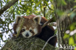 Red Panda (Ailurus fulgens)