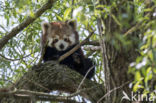 Kleine panda (Ailurus fulgens)