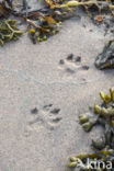 European Otter (Lutra lutra)