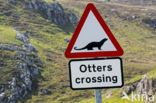 European Otter (Lutra lutra)