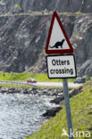 European Otter (Lutra lutra)