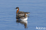 Red-necked Phalarope (Phalaropus lobatus)