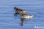 Red-necked Phalarope (Phalaropus lobatus)