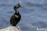 Kuifaalscholver (Phalacrocorax aristotelis)