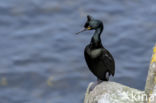 Kuifaalscholver (Phalacrocorax aristotelis)