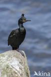 Kuifaalscholver (Phalacrocorax aristotelis)