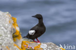 Black Guillemot