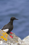 Zwarte Zeekoet (Cepphus grylle)