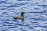 Black Guillemot