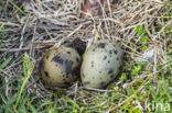 Noordse Stern (Sterna paradisaea)