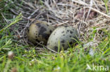 Arctic Tern (Sterna paradisaea)