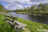 Spey river