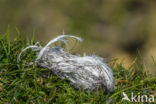 Grote Jager (Stercorarius skua)