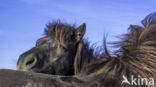 Shetland pony (Equus spp)