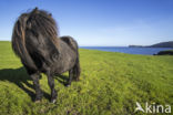 Shetland pony (Equus spp)