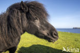 Shetland pony (Equus spp)