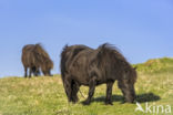 Shetland pony (Equus spp)