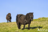 Shetland pony (Equus spp)