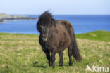 Shetland pony (Equus spp)