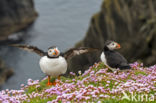 Atlantic Puffin (Fratercula arctica)