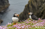 Atlantic Puffin (Fratercula arctica)