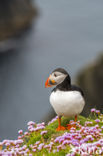 Atlantic Puffin (Fratercula arctica)