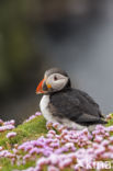 Atlantic Puffin (Fratercula arctica)