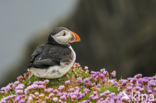 Atlantic Puffin (Fratercula arctica)