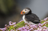 Atlantic Puffin (Fratercula arctica)