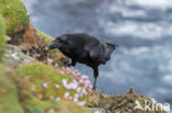 Raaf (Corvus corax)