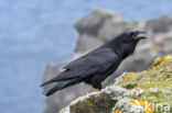 Raaf (Corvus corax)