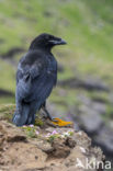 Raaf (Corvus corax)