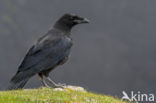 Raaf (Corvus corax)