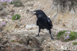 Raaf (Corvus corax)