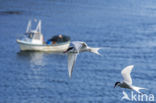 Arctic Tern (Sterna paradisaea)