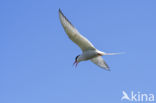 Arctic Tern (Sterna paradisaea)