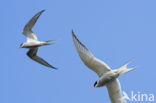 Arctic Tern (Sterna paradisaea)