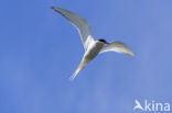 Arctic Tern (Sterna paradisaea)