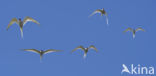 Arctic Tern (Sterna paradisaea)