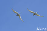 Arctic Tern (Sterna paradisaea)