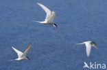 Arctic Tern (Sterna paradisaea)