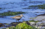 Bonte Strandloper (Calidris alpina)