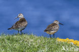 Dunlin (Calidris alpina)