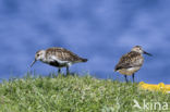 Bonte Strandloper (Calidris alpina)