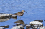 Bonte Strandloper (Calidris alpina)