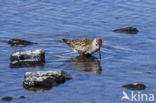 Dunlin (Calidris alpina)